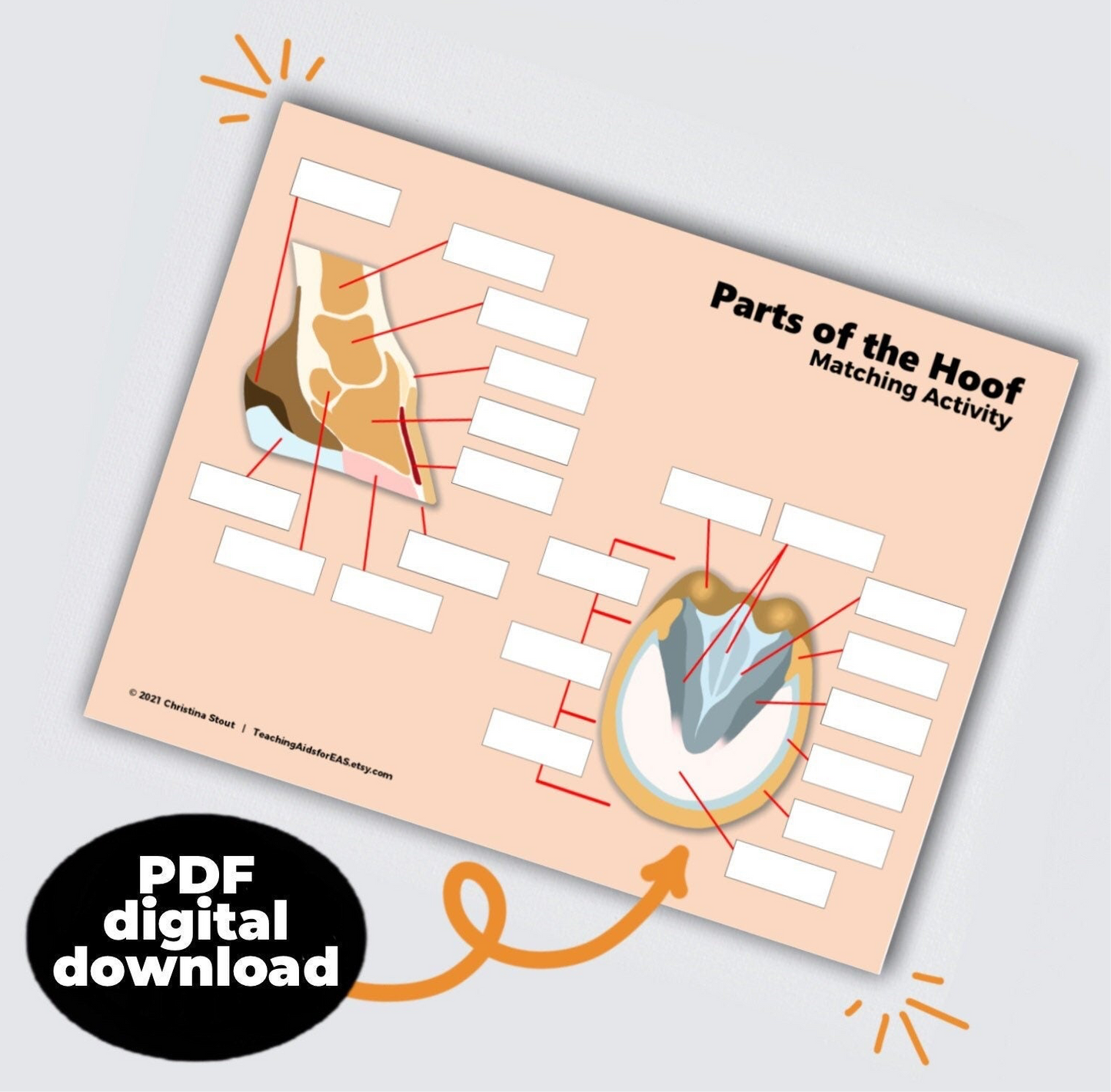 parts of the hoof - PDF download