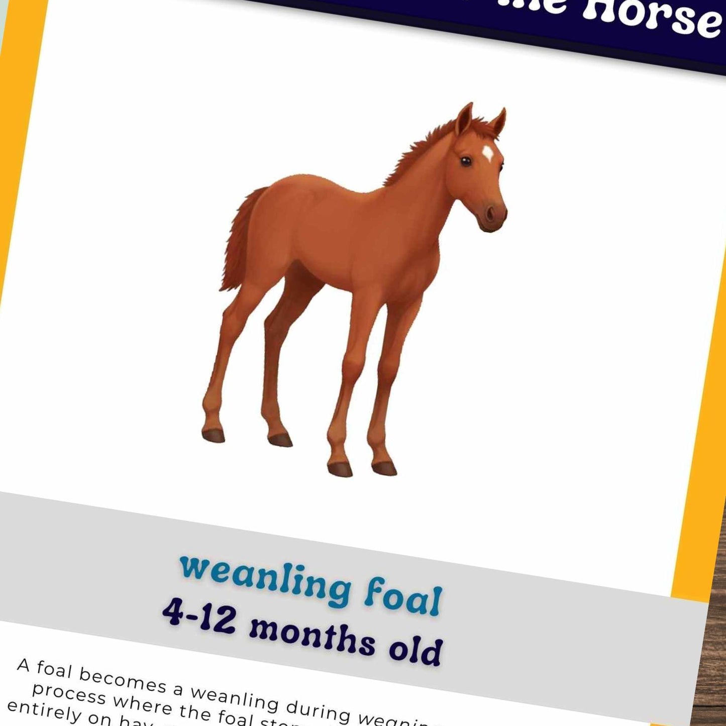 horse life cycles toolkit - PDF download