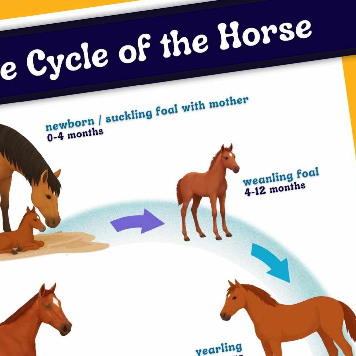 horse life cycles toolkit - PDF download
