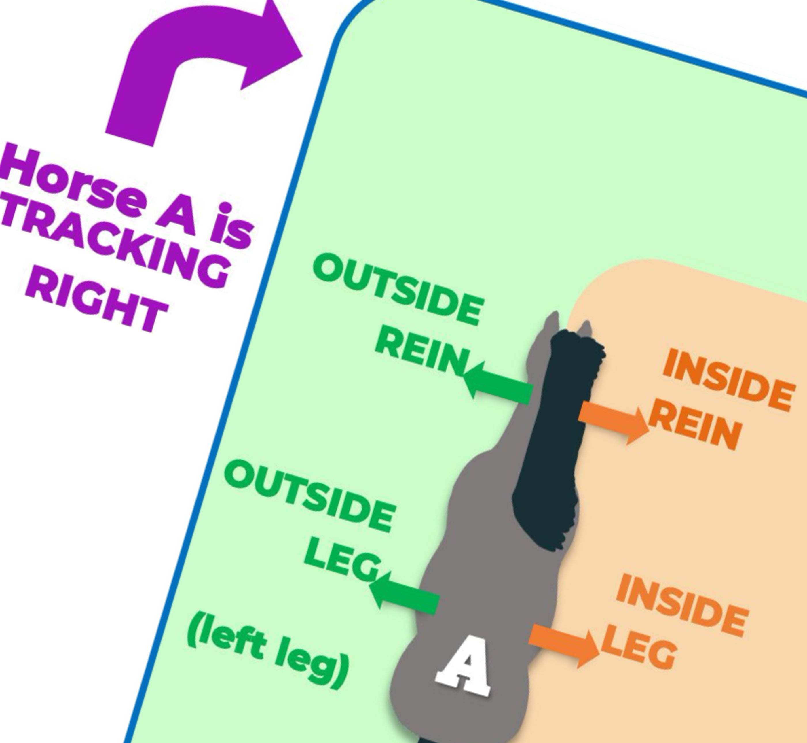 Arena Lesson Patterns Arena Basics Flashcards - Therapeutic/Adaptive Riding – Teaching Aids ...