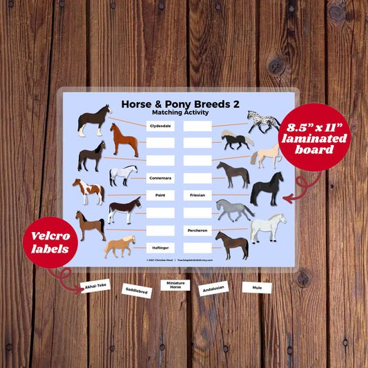 velcro board, horse breeds 2 - Teaching Aids for EAS