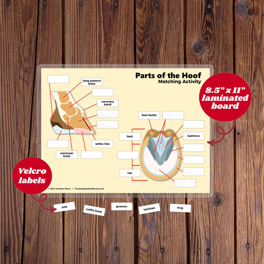 velcro board, parts of the hoof - Teaching Aids for EAS