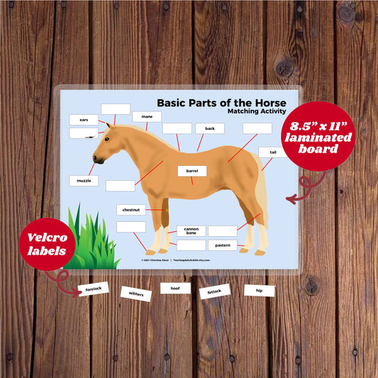 velcro board, parts of horse, basic - Teaching Aids for EAS