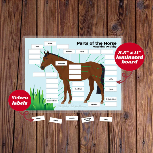 velcro board, parts of the horse - Teaching Aids for EAS