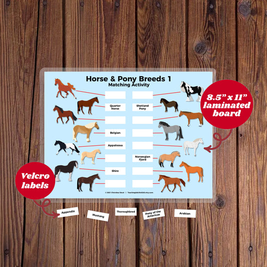 velcro board, horse breeds 1 - Teaching Aids for EAS