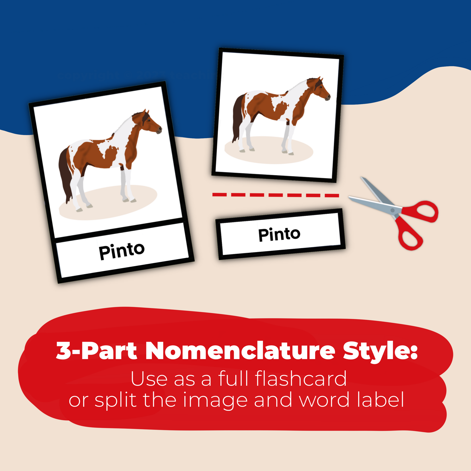 Horse Coat Color Flashcards for Therapeutic/Adaptive Riding – Teaching Aids  for EAS