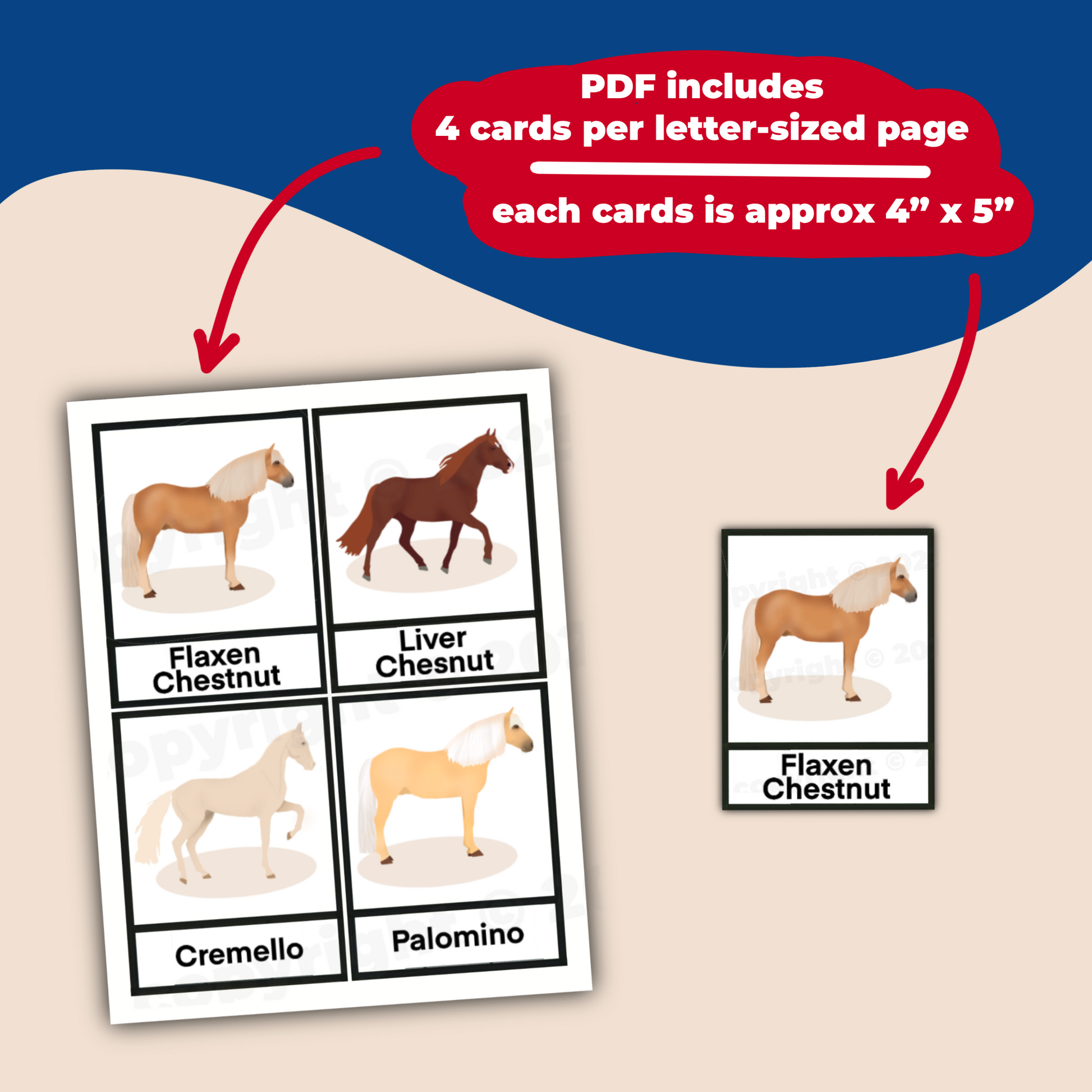 Horse Coat Color Flashcards for Therapeutic/Adaptive Riding – Teaching Aids  for EAS