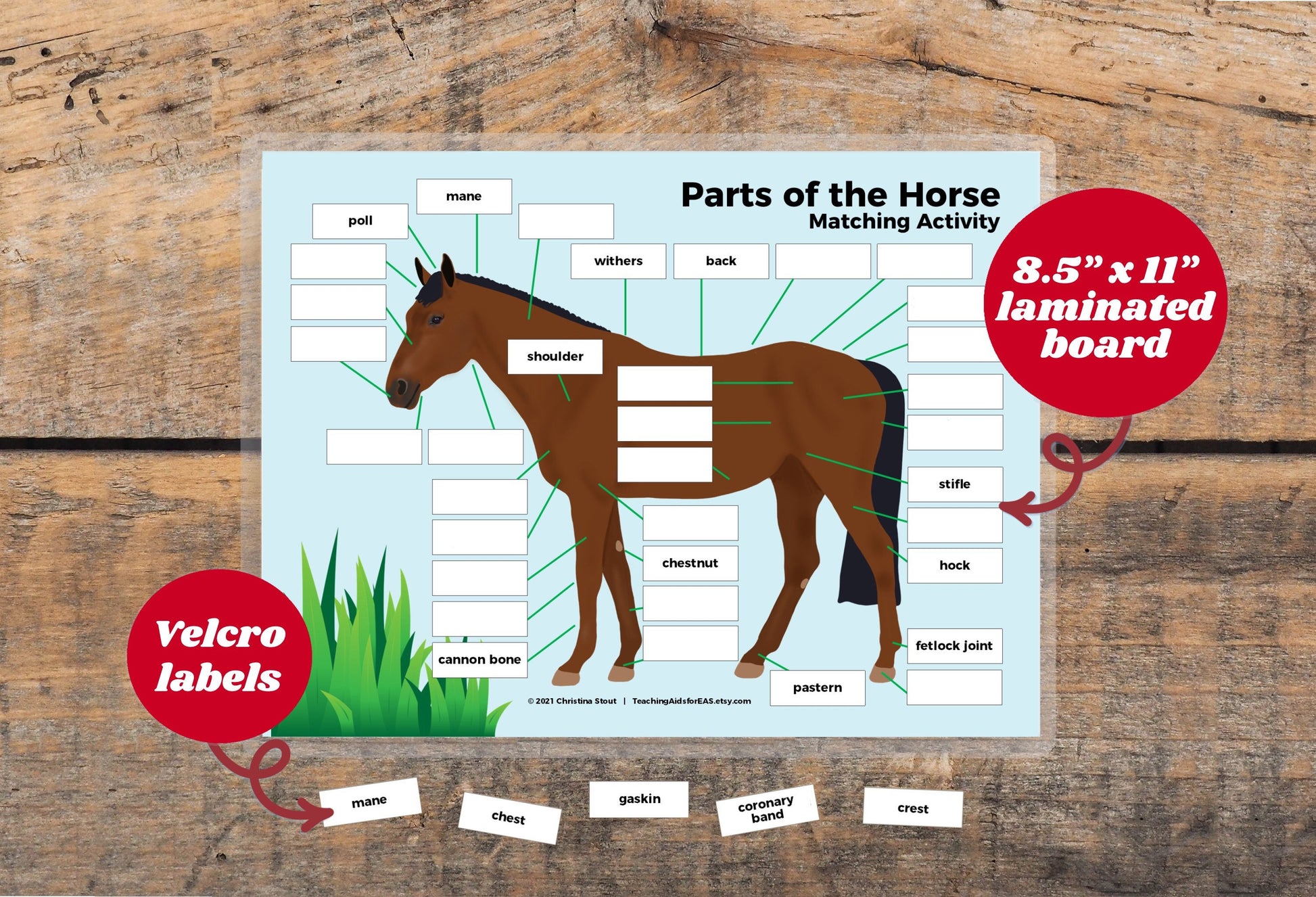 velcro board, parts of the horse - Teaching Aids for EAS